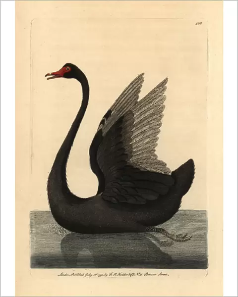 Black swan, Cygnus stratus