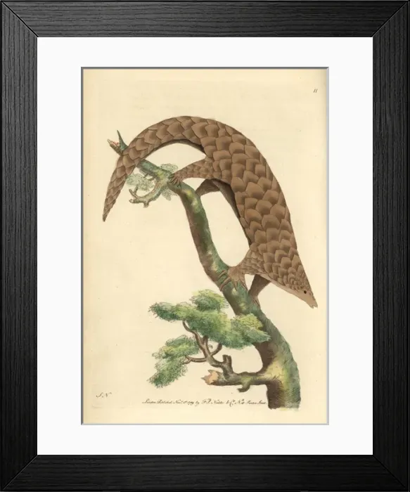 Framed Print : Five-toed manis, Chinese pangolin, or scaly Framed Print : Five-toed manis, Chinese pangolin, or scaly