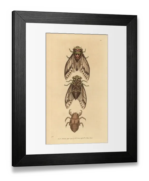 Framed Print : Cicada, Lyristes plebejus Framed Print : Cicada, Lyristes plebejus