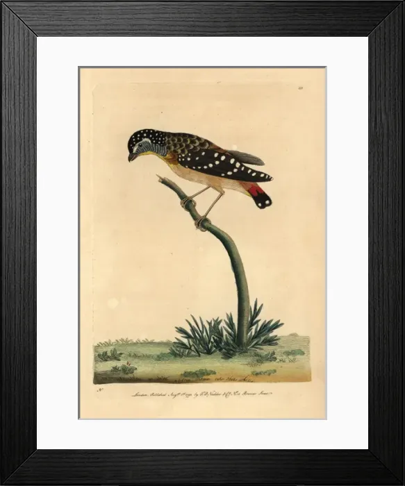 Framed Print : Spotted pardalote, Pardalotus punctatus Framed Print : Spotted pardalote, Pardalotus punctatus