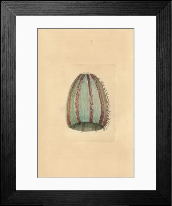 Framed Print : Funnel jellyfish, Medusa infundibulum Framed Print : Funnel jellyfish, Medusa infundibulum