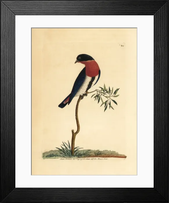 Framed Print : Swallow warbler, Dicaeum hirundinaceum Framed Print : Swallow warbler, Dicaeum hirundinaceum