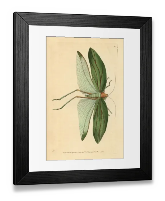 Framed Print : Katydid, Stilpnochlora laurifolia Framed Print : Katydid, Stilpnochlora laurifolia