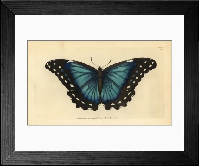 Framed Print : Menelaus blue morpho, Morpho menelaus Framed Print : Menelaus blue morpho, Morpho menelaus