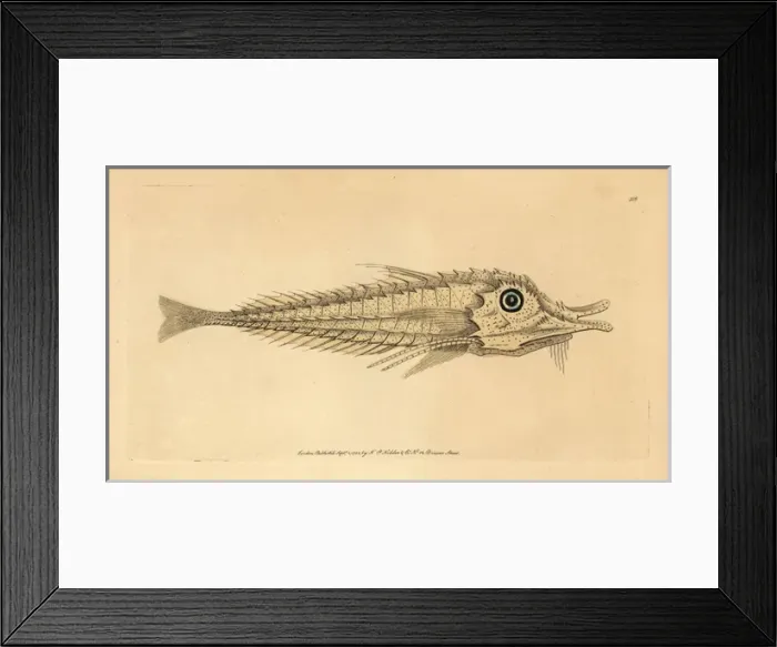 Framed Print : African armored searobin, Peristedion cataphractum Framed Print : African armored searobin, Peristedion cataphractum