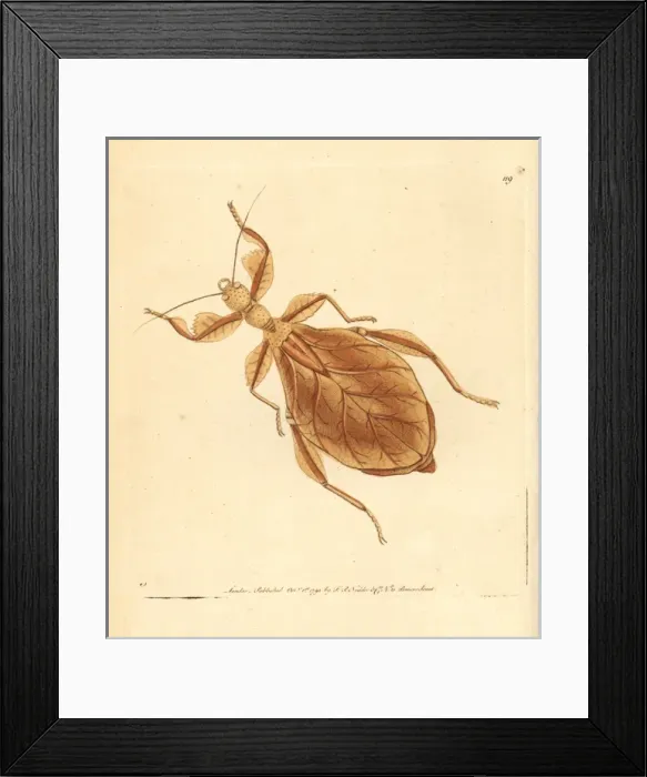 Framed Print : Dead-leaf mantis, Deroplatys desiccata Framed Print : Dead-leaf mantis, Deroplatys desiccata