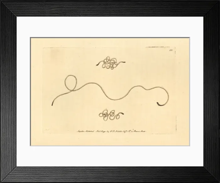 Framed Print : Horsehair worm, Gordius aquaticus Framed Print : Horsehair worm, Gordius aquaticus
