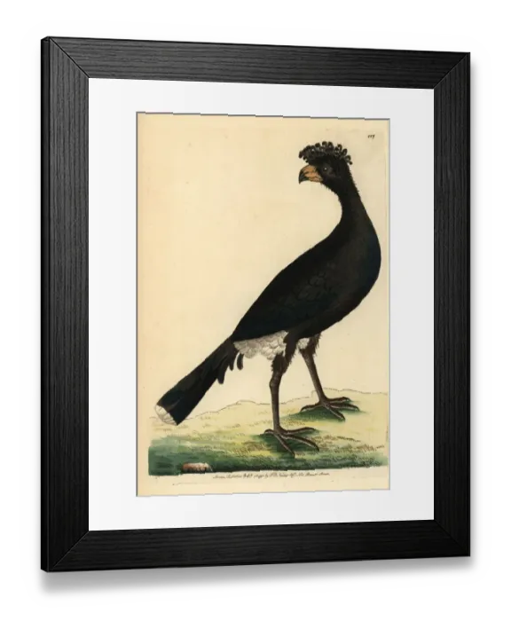 Framed Print : Black currasow, Crax alector Framed Print : Black currasow, Crax alector