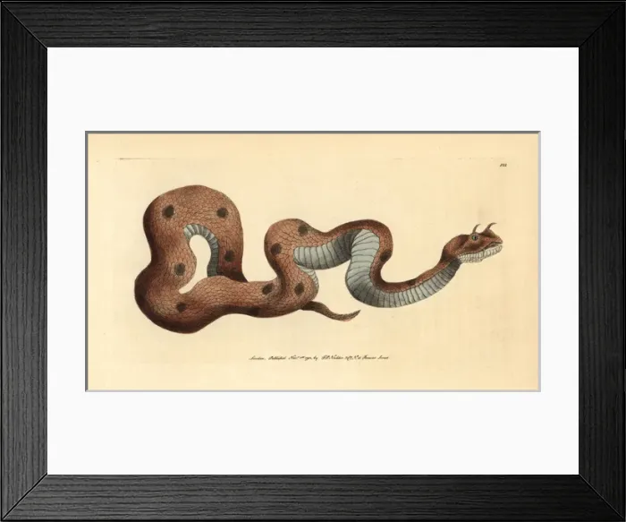 Framed Print : Saharan or desert horned viper, Cerastes cerastes Framed Print : Saharan or desert horned viper, Cerastes cerastes