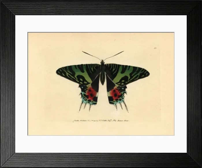 Framed Print : Madagascan sunset moth, Chrysiridia rhipheus Framed Print : Madagascan sunset moth, Chrysiridia rhipheus