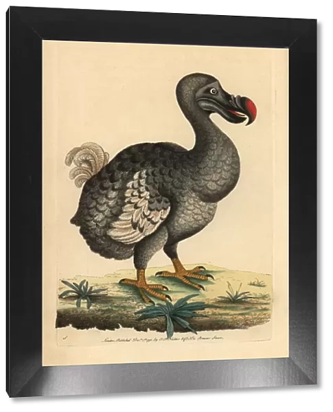 Dodo, Raphus cucullatus, Didus ineptus, extinct