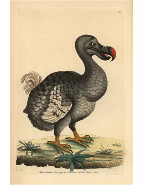 Dodo, Raphus cucullatus, Didus ineptus, extinct