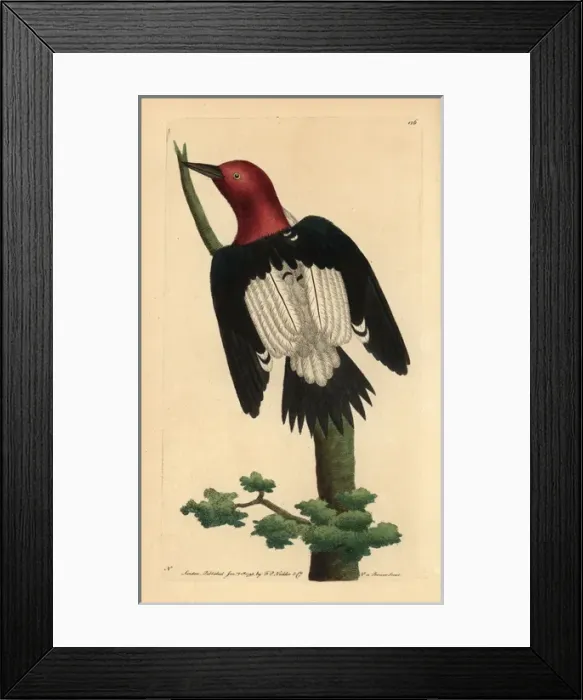 Framed Print : Red-headed woodpecker, Melanerpes erythrocephalus Framed Print : Red-headed woodpecker, Melanerpes erythrocephalus