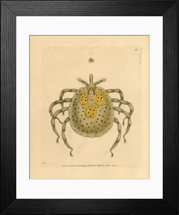 Framed Print : Gold-spotted acarus mite, Acarus auratus Framed Print : Gold-spotted acarus mite, Acarus auratus