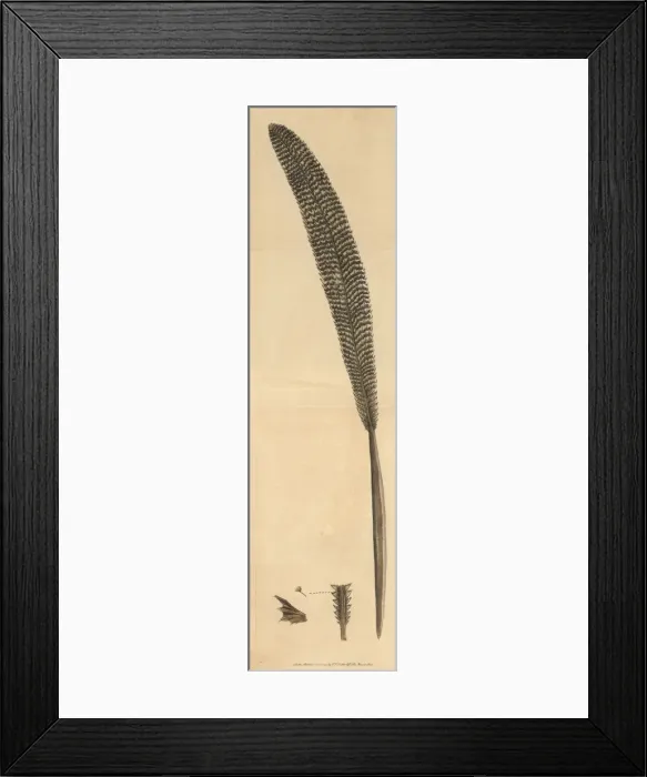 Framed Print : Silver sea-pen, Pennatula argentea Framed Print : Silver sea-pen, Pennatula argentea