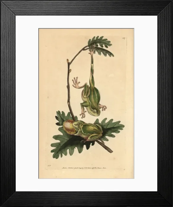 Framed Print : Tree frog, Hyla arborea Framed Print : Tree frog, Hyla arborea