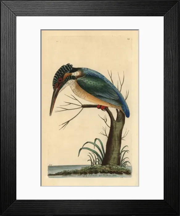 Framed Print : Eurasian kingfisher, Alcedo atthis Framed Print : Eurasian kingfisher, Alcedo atthis