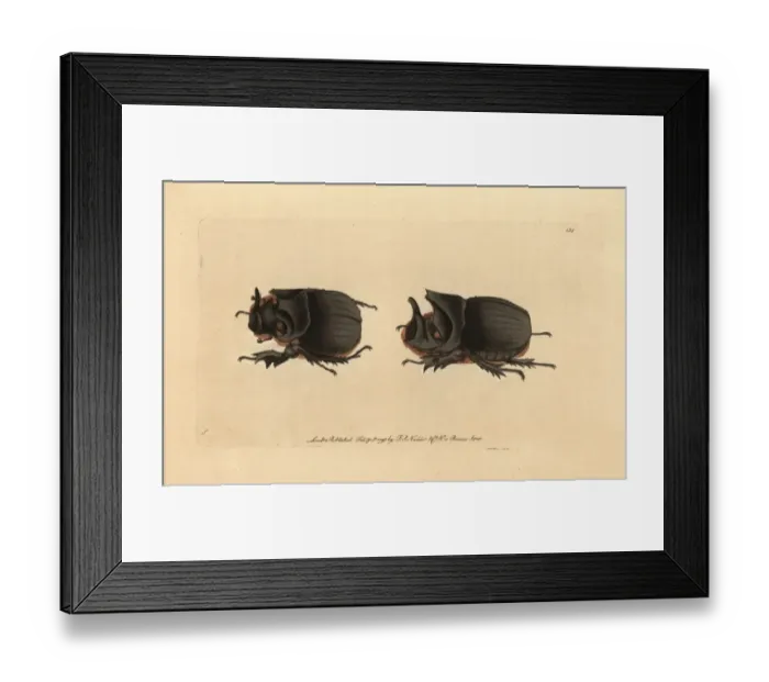 Framed Print : Midas beetle, Heliocopris midas Framed Print : Midas beetle, Heliocopris midas