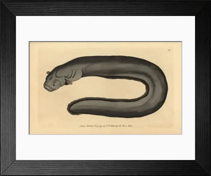 Framed Print : Electric eel, Electrophorus electricus Framed Print : Electric eel, Electrophorus electricus