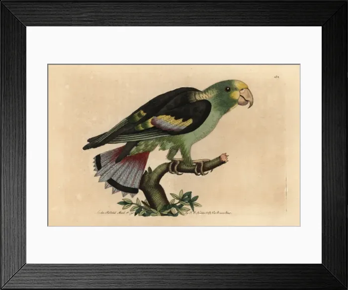 Framed Print : Lilac-tailed parrotlet, Touit batavicus Framed Print : Lilac-tailed parrotlet, Touit batavicus