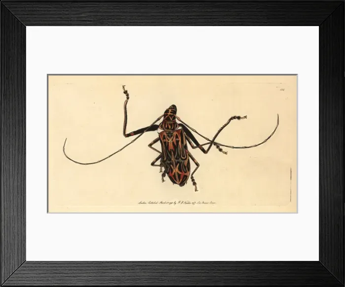 Framed Print : Harlequin beetle, Acrocinus longimanus Framed Print : Harlequin beetle, Acrocinus longimanus