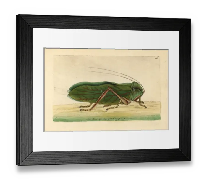 Framed Print : Locust, Cnemidophyllum citrifolium Framed Print : Locust, Cnemidophyllum citrifolium