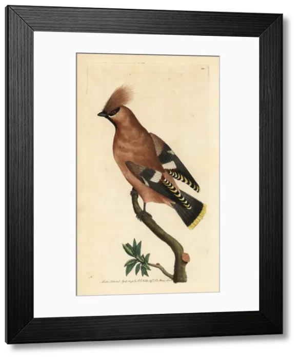 Framed Print : Bohemian waxwing, Bombycilla garrulus Framed Print : Bohemian waxwing, Bombycilla garrulus