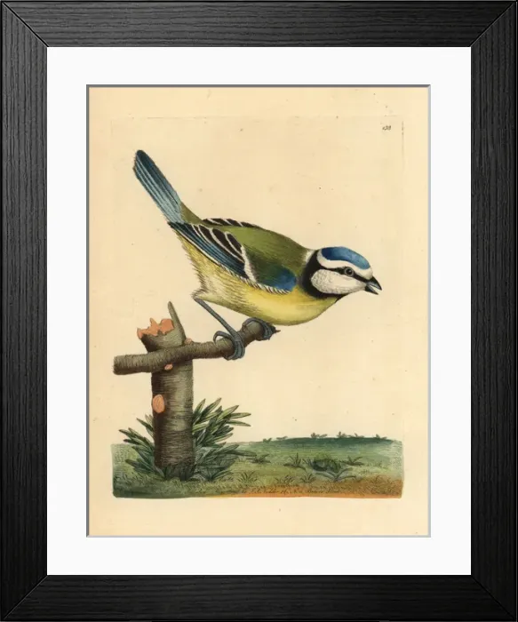Framed Print : Blue tit, Cyanistes caeruleus Framed Print : Blue tit, Cyanistes caeruleus