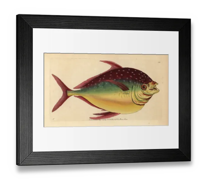Framed Print : Opah fish, Lampris guttatus Framed Print : Opah fish, Lampris guttatus
