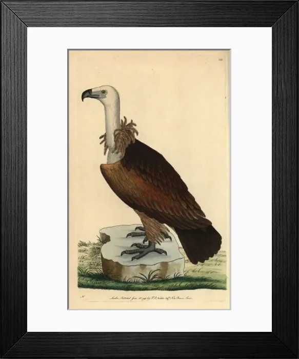 Framed Print : Egyptian vulture, Neophron percnoterus Endangered species Framed Print : Egyptian vulture, Neophron percnoterus Endangered species