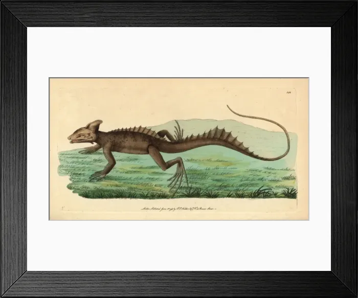 Framed Print : Basilisk, Basiliscus basiliscus Framed Print : Basilisk, Basiliscus basiliscus