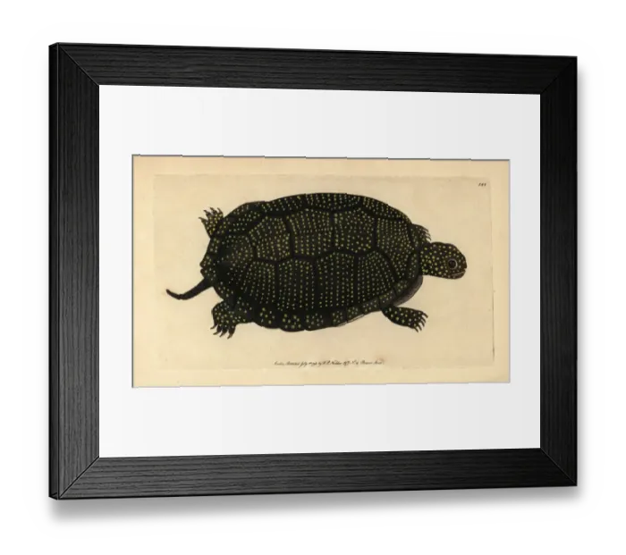 Framed Print : Blandings tortoise, Emydoidea blandingii Endangered Framed Print : Blandings tortoise, Emydoidea blandingii Endangered
