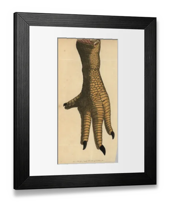 Framed Print : Leg of a dodo, Raphus cucullatus, Didus ineptus Framed Print : Leg of a dodo, Raphus cucullatus, Didus ineptus