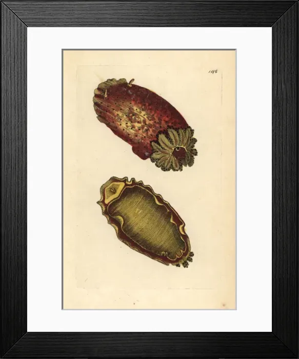 Framed Print : Sea lemon or sea slug, Platydoris argo Framed Print : Sea lemon or sea slug, Platydoris argo