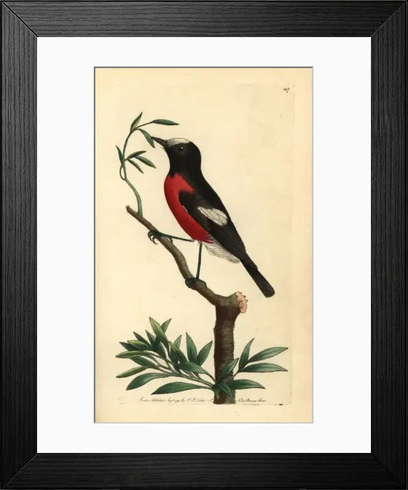 Framed Print : Norfolk Island robin, Pacific robin, Petroica multicolor Framed Print : Norfolk Island robin, Pacific robin, Petroica multicolor