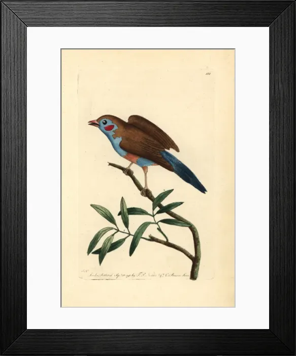 Framed Print : Red-cheeked cordon-blue, Uraeginthus bengalus Framed Print : Red-cheeked cordon-blue, Uraeginthus bengalus