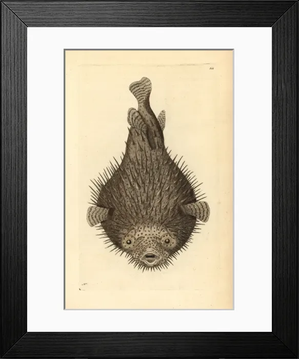 Framed Print : Spot-fin porcupinefish, Diodon hystrix Framed Print : Spot-fin porcupinefish, Diodon hystrix