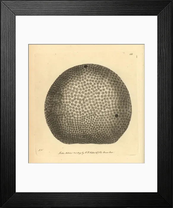 Framed Print : Starry globe madrepore coral, Madrepora Framed Print : Starry globe madrepore coral, Madrepora