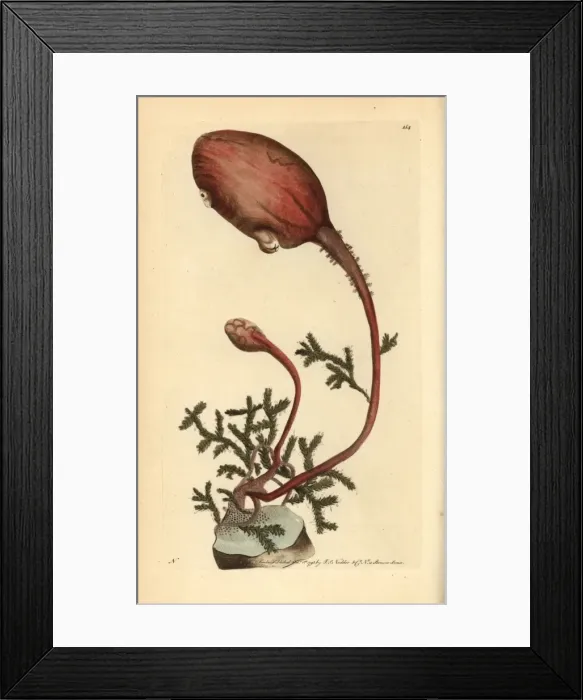 Framed Print : Sea onion, Boltenia ovifera Framed Print : Sea onion, Boltenia ovifera