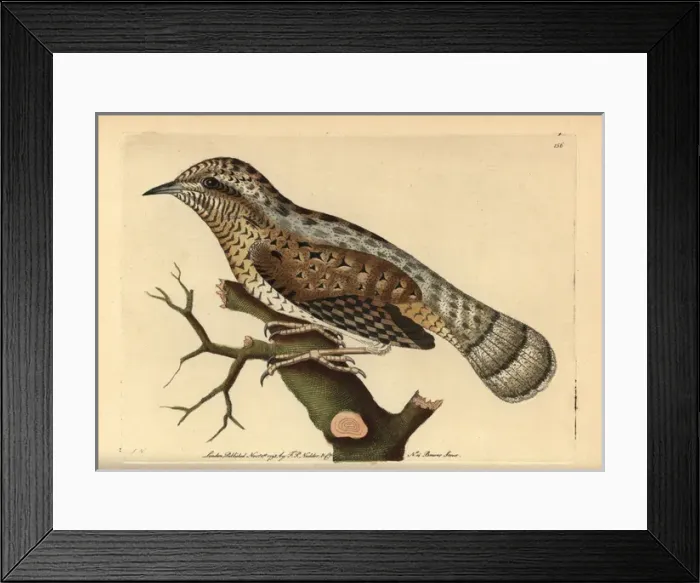 Framed Print : Eurasian wryneck, Jynx torquilla Framed Print : Eurasian wryneck, Jynx torquilla