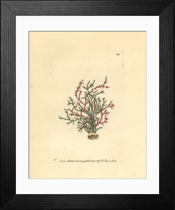 Framed Print : Coralline algae, Corallina officinalis Framed Print : Coralline algae, Corallina officinalis