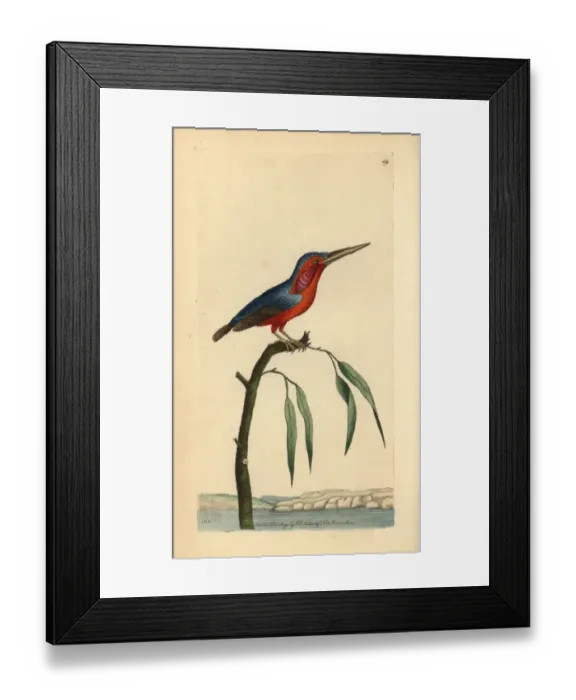 Framed Print : Little kingfisher, Alcedo pusilla Framed Print : Little kingfisher, Alcedo pusilla