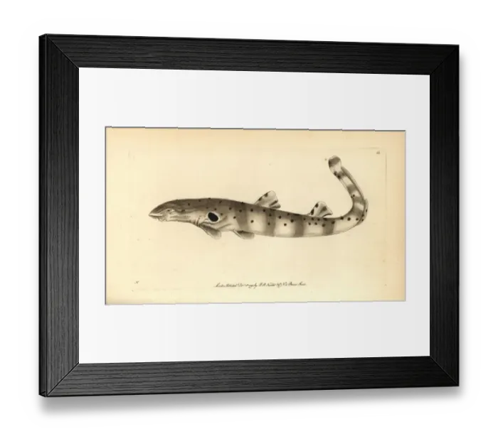 Framed Print : Epaulette shark, Hemiscyllium ocellatum Framed Print : Epaulette shark, Hemiscyllium ocellatum