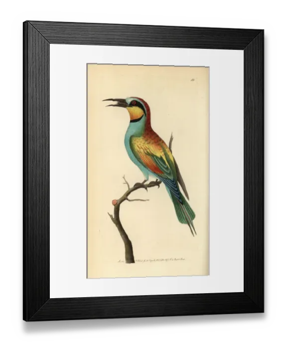Framed Print : European bee-eater, Merops apiaster Framed Print : European bee-eater, Merops apiaster