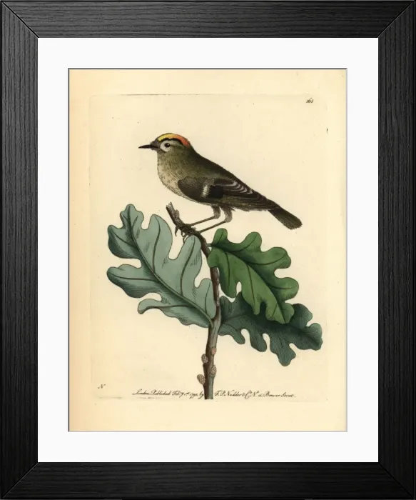 Framed Print : Goldcrest, Regulus regulus Framed Print : Goldcrest, Regulus regulus