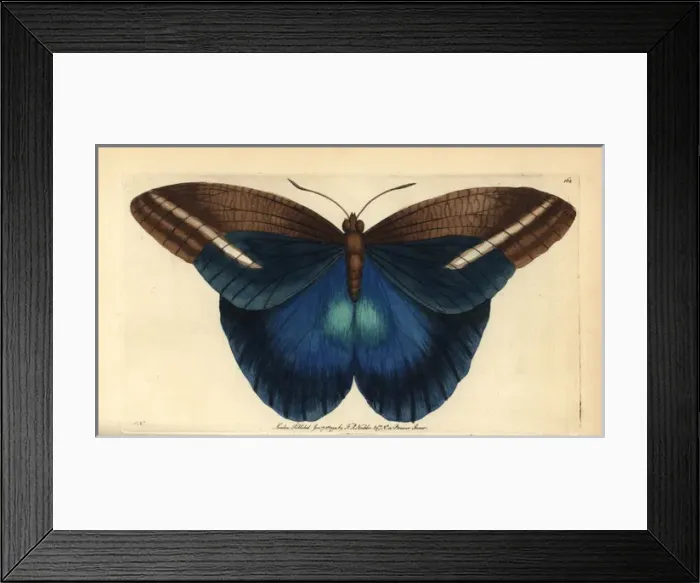 Framed Print : Giant owl butterfly, Caligo idomeneus Framed Print : Giant owl butterfly, Caligo idomeneus