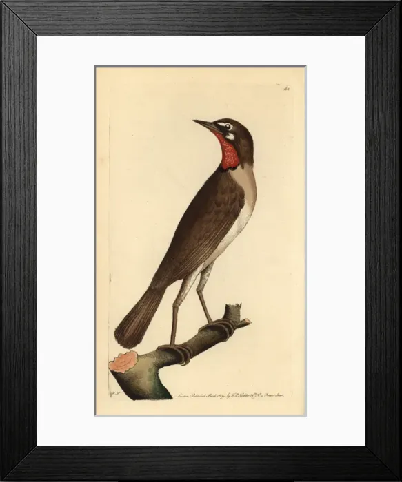 Framed Print : Siberian rubythroat, Luscinia calliope Framed Print : Siberian rubythroat, Luscinia calliope