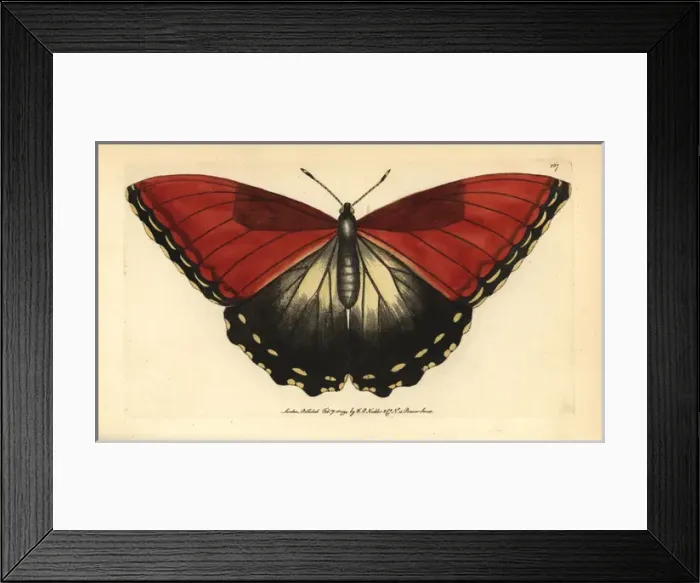 Framed Print : Sunset morpho butterfly, Morpho hecuba Framed Print : Sunset morpho butterfly, Morpho hecuba