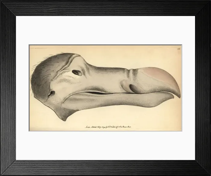 Framed Print : Dodo head, Raphus cucullatus, Didus ineptus Framed Print : Dodo head, Raphus cucullatus, Didus ineptus