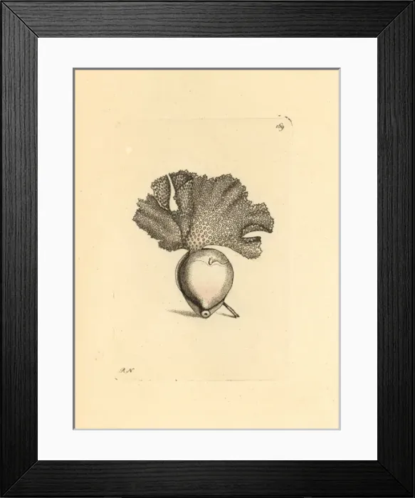 Framed Print : Lace millepore coral, Millepora cellulosa Framed Print : Lace millepore coral, Millepora cellulosa
